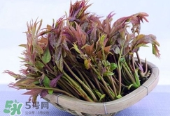 香椿芽怎么吃？新鮮香椿芽怎么吃