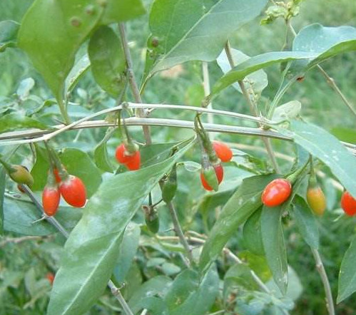 枸杞頭是什么樣子？枸杞頭是什么菜