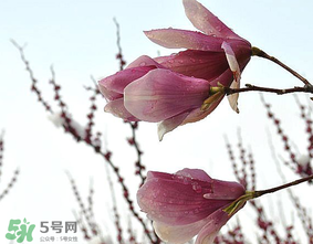 谷雨是什么季節(jié)？谷雨是春天還是夏天？