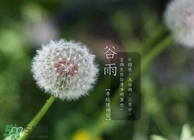 谷雨種什么菜？谷雨前后種什么蔬菜？