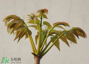 香椿紅的好還是綠的好？香椿紅色好還是綠色好？