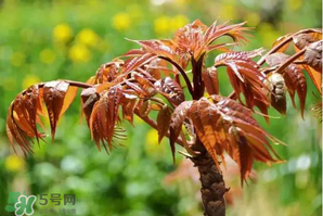 香椿紅的好還是綠的好？香椿紅色好還是綠色好？