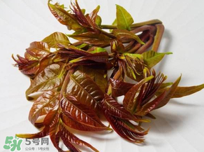 香椿有幾種？香椿哪種好？