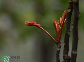 香椿有幾種？香椿哪種好？