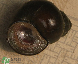 田螺死了能吃嗎？田螺剛死能吃嗎？
