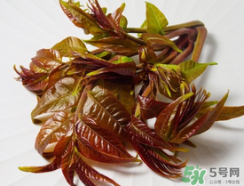 痛風(fēng)能吃香椿嗎？痛風(fēng)能吃香椿煎蛋嗎？
