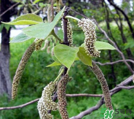 構(gòu)樹穗有什么作用？構(gòu)樹穗的作用