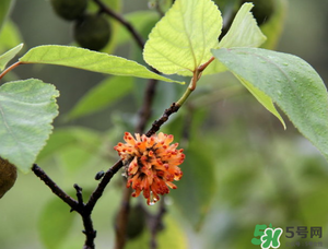 構(gòu)樹穗有什么作用？構(gòu)樹穗的作用