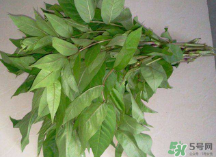 白花菜有什么功效？白花菜的功效是什么？