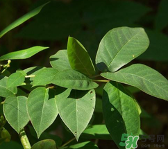 白花菜有什么功效？白花菜的功效是什么？