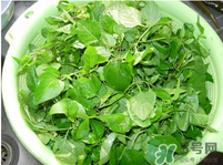 白花菜有什么功效？白花菜的功效是什么？