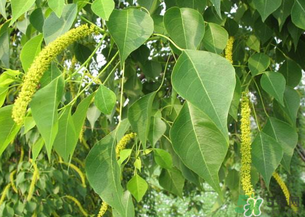 構(gòu)樹穗的營(yíng)養(yǎng)價(jià)值 構(gòu)樹穗有什么營(yíng)養(yǎng)價(jià)值？
