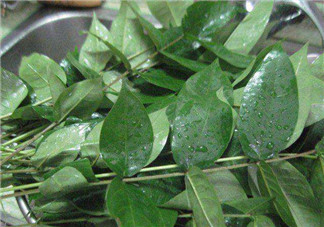 白花菜有什么功效？白花菜的功效是什么？