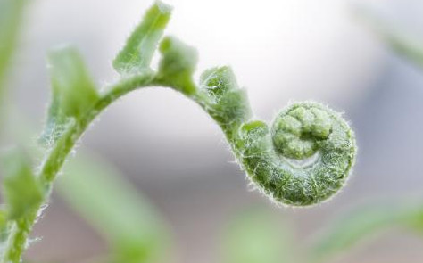 蕨菜到底能不能吃？山上的蕨菜能不能吃