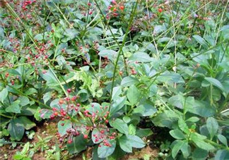 人參菜的功效與作用 人參菜的營養(yǎng)價(jià)值
