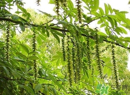 榆錢(qián)是榆樹(shù)的什么？榆錢(qián)是花還是果實(shí)