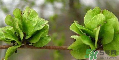 榆錢(qián)是榆樹(shù)的什么？榆錢(qián)是花還是果實(shí)