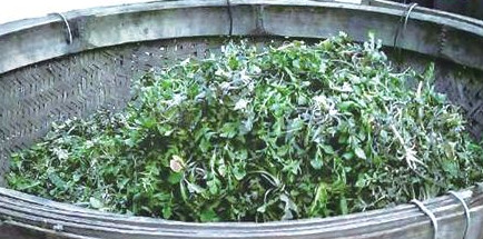 榆錢怎么存放？榆錢的保存方法