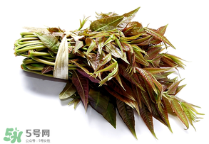 香椿可以助孕嗎？香椿有助孕的功效嗎？