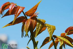 香椿可以助孕嗎？香椿有助孕的功效嗎？