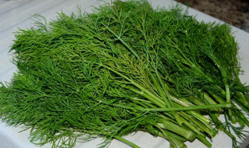 茴香苗怎么吃？茴香苗的吃法