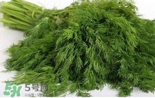 茴香苗有什么好處？茴香苗的功效與作用