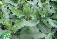 刺兒菜吃了有什么用？刺兒菜有什么功效