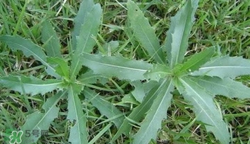 刺菜煮水喝有什么作用？刺菜泡水喝有什么好處