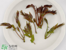 香椿能泡茶嗎？香椿茶的功效與作用