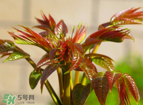 香椿會致癌嗎？香椿吃多了會致癌嗎？ 