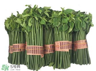 樹仔菜有毒嗎？樹仔菜有沒有毒？