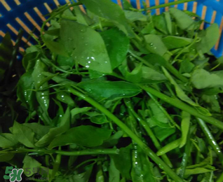 樹仔菜有毒嗎？樹仔菜有沒有毒？