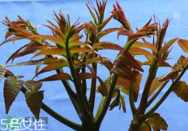 ?香椿癌癥病人能吃嗎？癌癥患者可以吃香椿嗎？