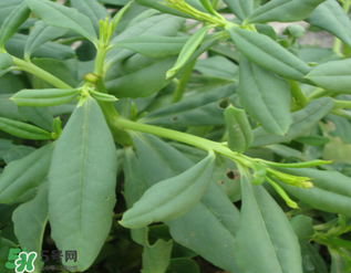 人參菜怎么吃？人參菜怎么吃好？