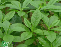 人參菜怎么吃？人參菜怎么吃好？