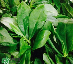 人參菜怎么吃？人參菜怎么吃好？