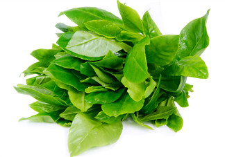 人參菜怎么吃？人參菜怎么吃好？