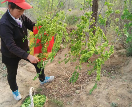 榆錢能炒雞蛋嗎？榆錢炒雞蛋怎么做