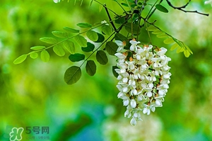 刺槐花幾月開？刺槐花什么時候開