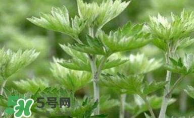 艾蒿能吃嗎？艾蒿能做菜吃嗎
