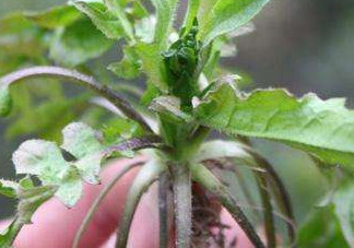 高血壓能吃刺兒菜嗎？刺兒菜能降血壓嗎