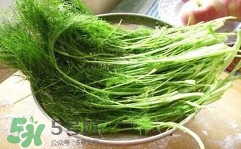 茴香苗有什么好處？茴香苗的功效與作用