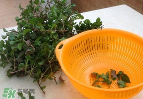 吃枸杞葉會過敏嗎？吃枸杞葉會不會過敏