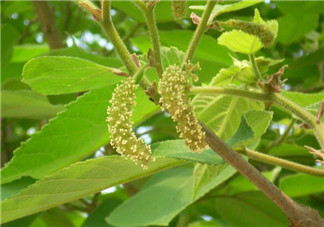 蒸構(gòu)樹花兒孕婦可以吃嗎？孕婦可以吃蒸構(gòu)樹花兒嗎？