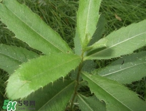刺兒菜吃了有什么用？刺兒菜有什么功效