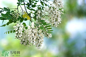 刺槐花幾月開？刺槐花什么時候開
