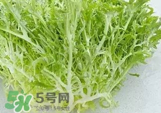 苦菊能涮火鍋吃嗎？苦菊可以涮火鍋嗎