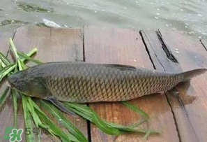4月份可以釣草魚嗎？4月份如何釣草魚？