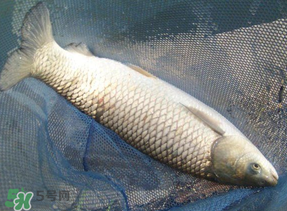 4月份可以釣草魚嗎？4月份如何釣草魚？