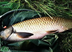 4月份可以釣草魚嗎？4月份如何釣草魚？